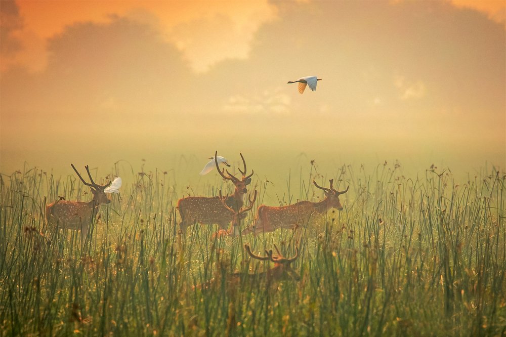 Photograph by k Ravi Reju