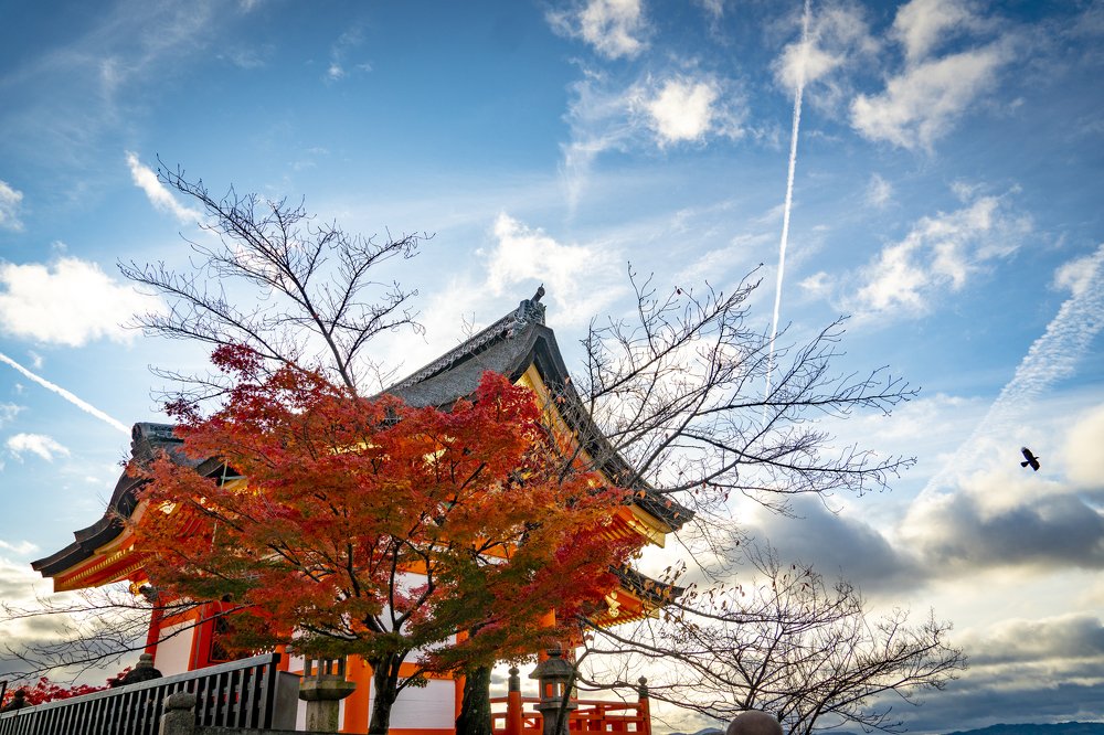 Red tree over temple