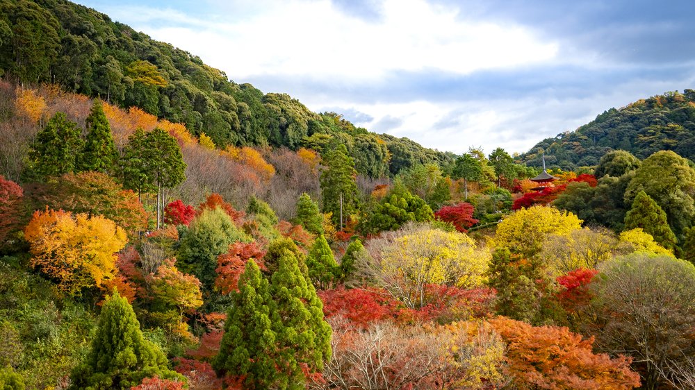 Colorful forest in Autumn