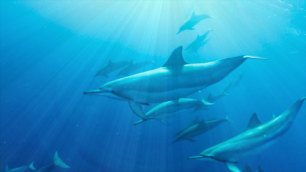 Дельфины в Тамаринском заливе