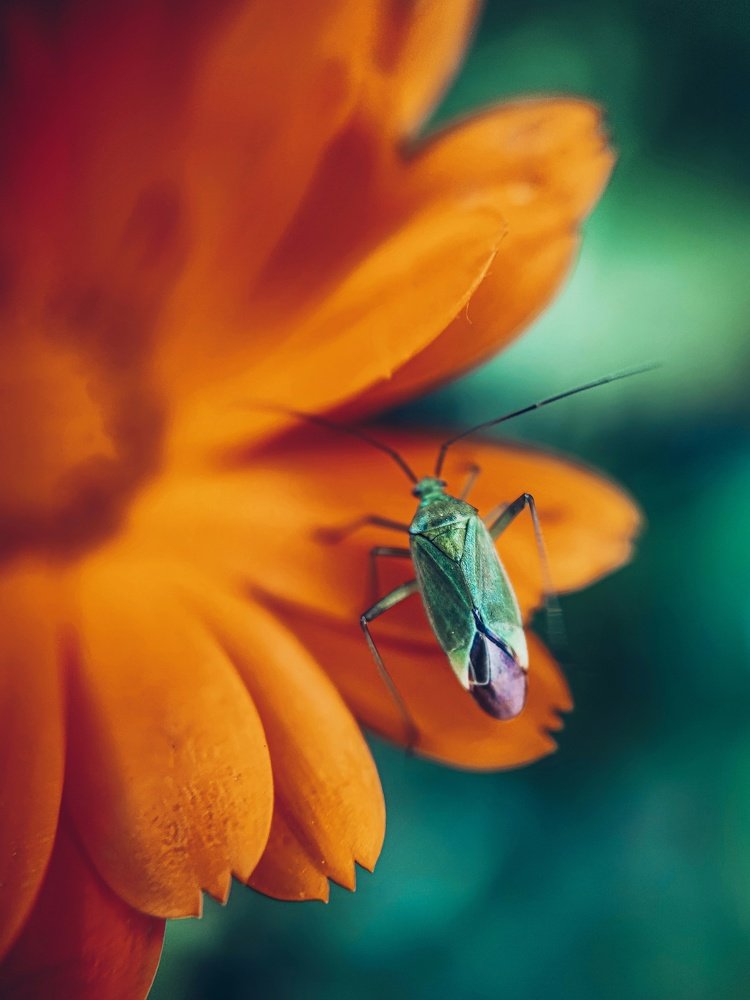 Photograph by Мария Фак