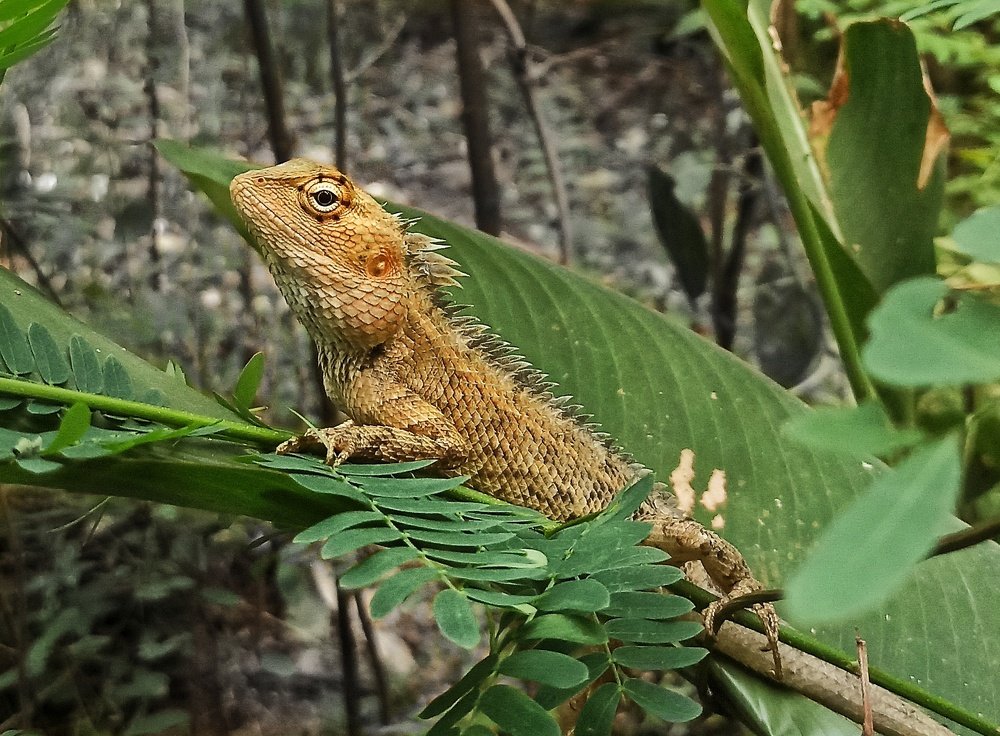 Photograph by Nimantha priyamal