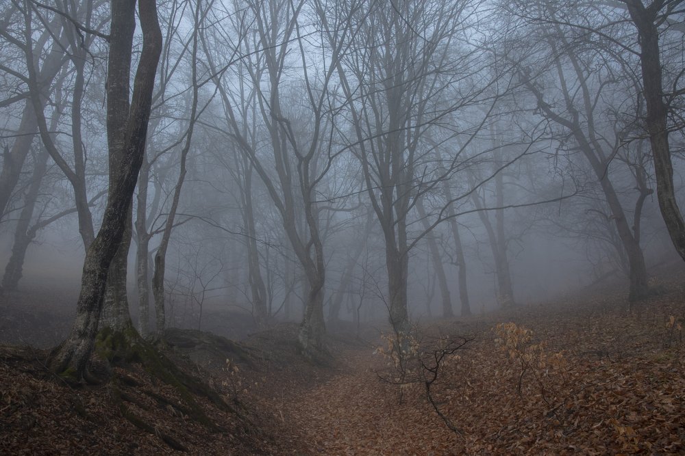 Фотография автора Davit Mohrabyan