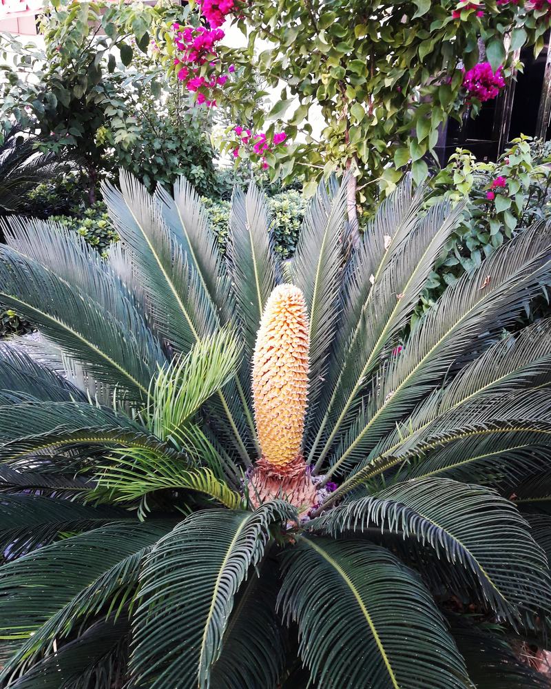 Palmiye icindeki güzellik