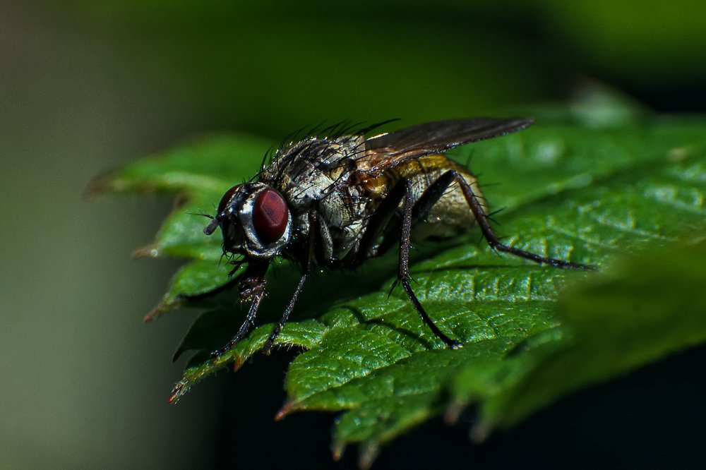 Photograph by маргиз Сафаров