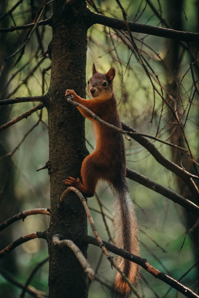 Photograph by Zorikhin Mikhail