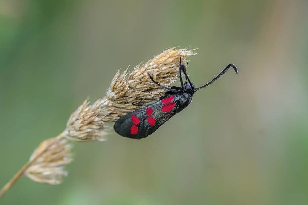 Утро бабочки
