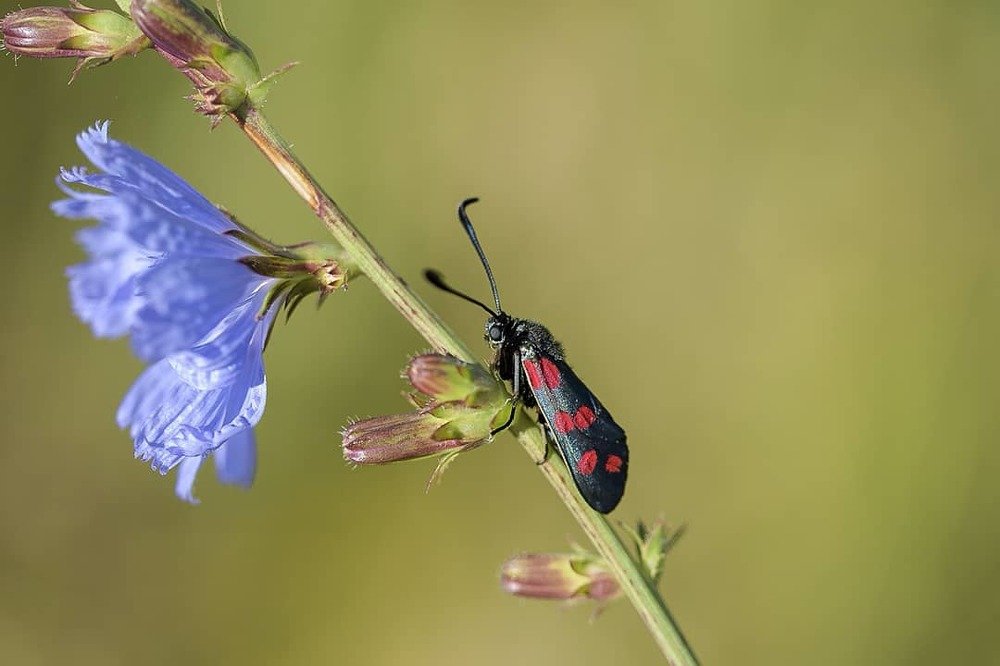 Пестрянка на цикории