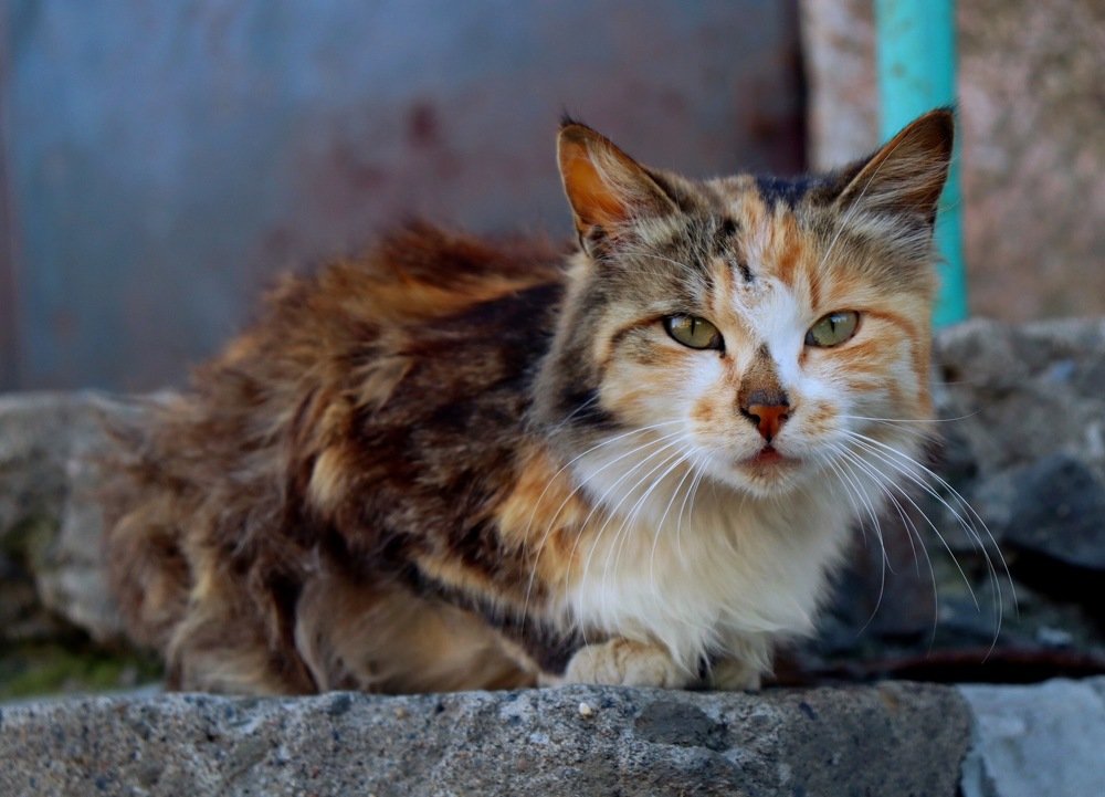 Photograph by Кристина Шигина