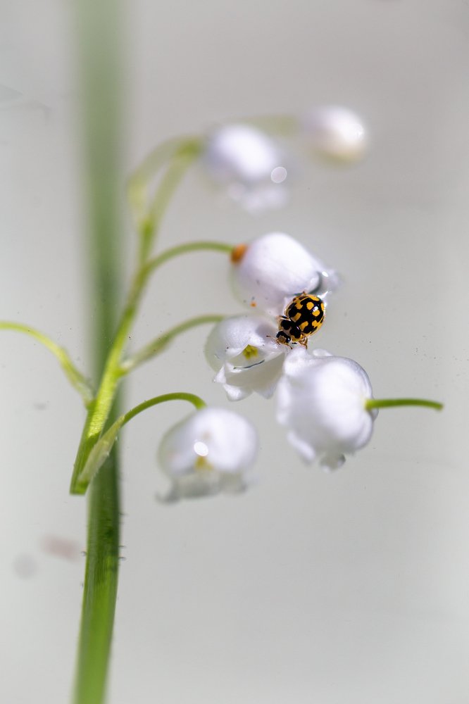 Божья коровка на ландыше
