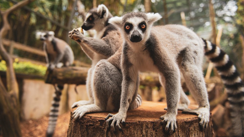 Photograph by LESIEUR Regis