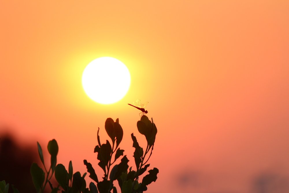 Photograph by Nguyễn Đức Toàn