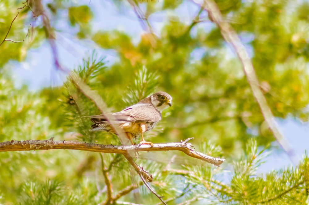 Photograph by Роман Кондрашин