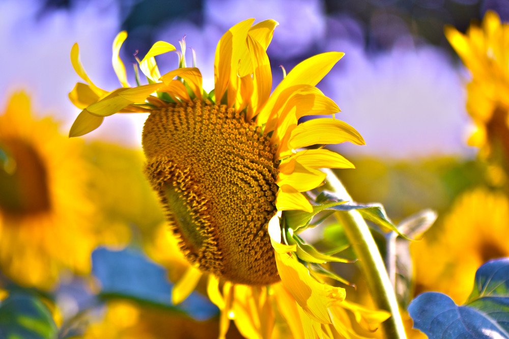 Photograph by Marija Milosavljevic