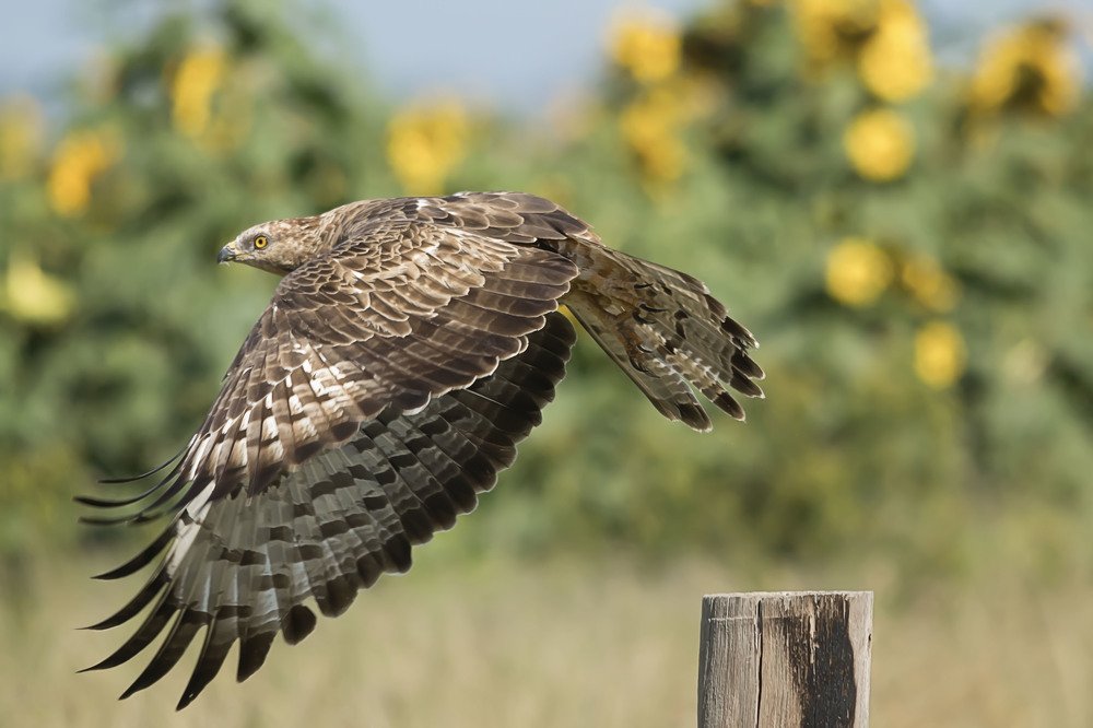 Photograph by Neil Venter