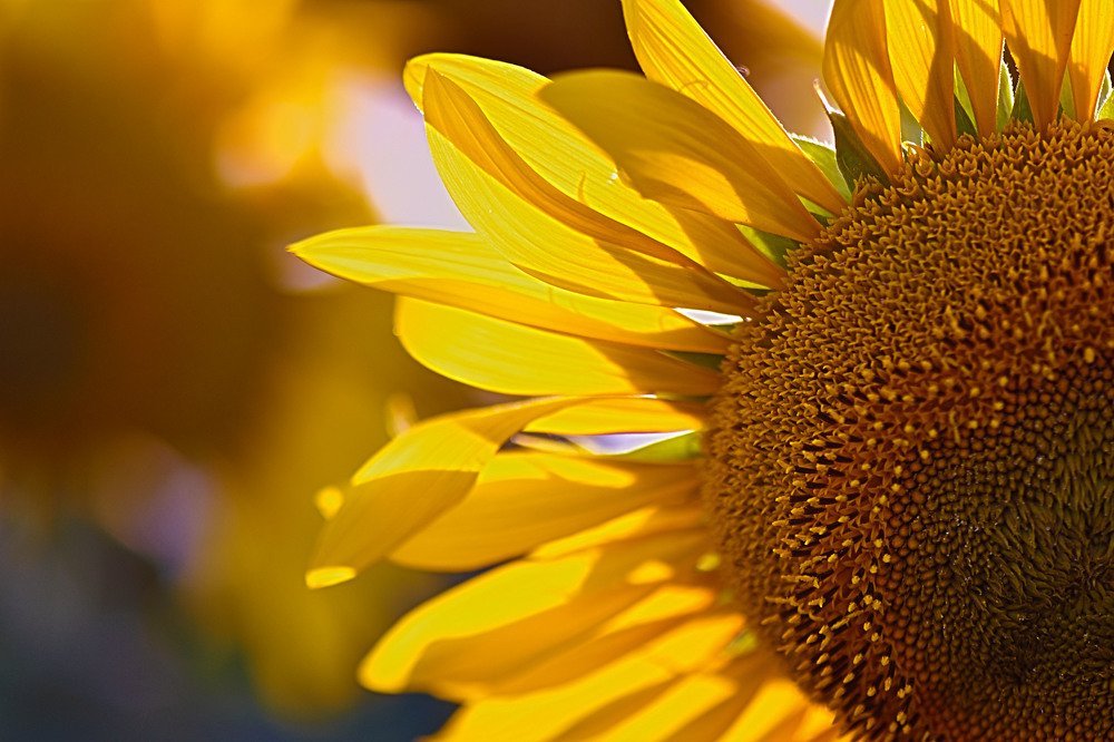 Photograph by Marija Milosavljevic