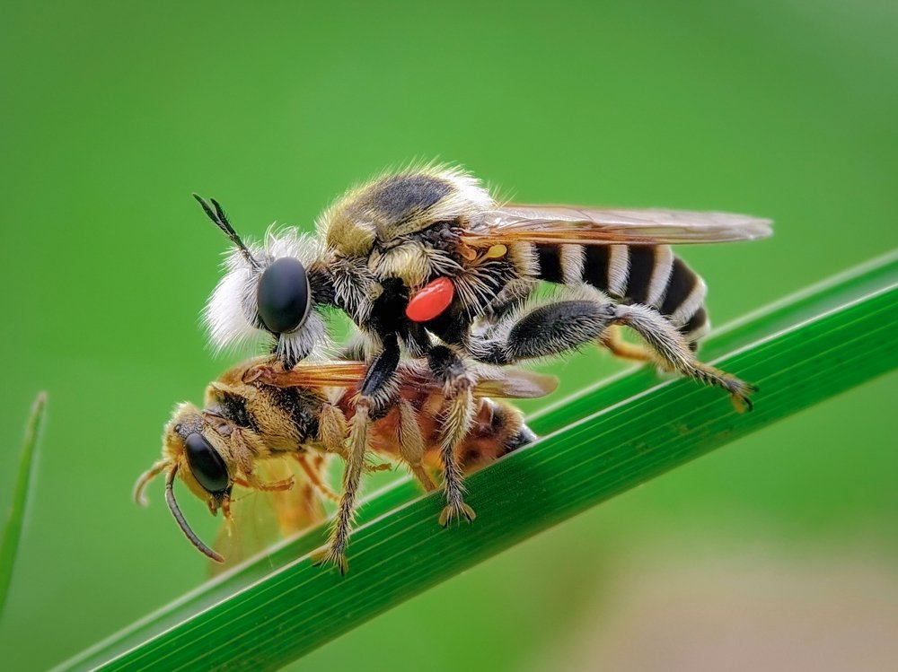 Prey Predator and Parasite