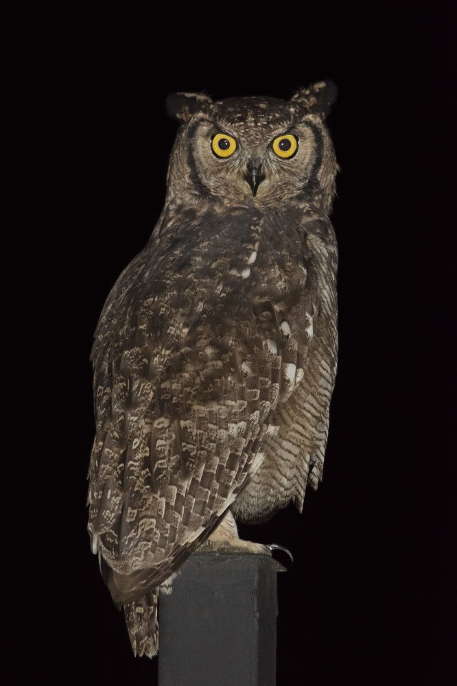 Photograph by Neil Venter