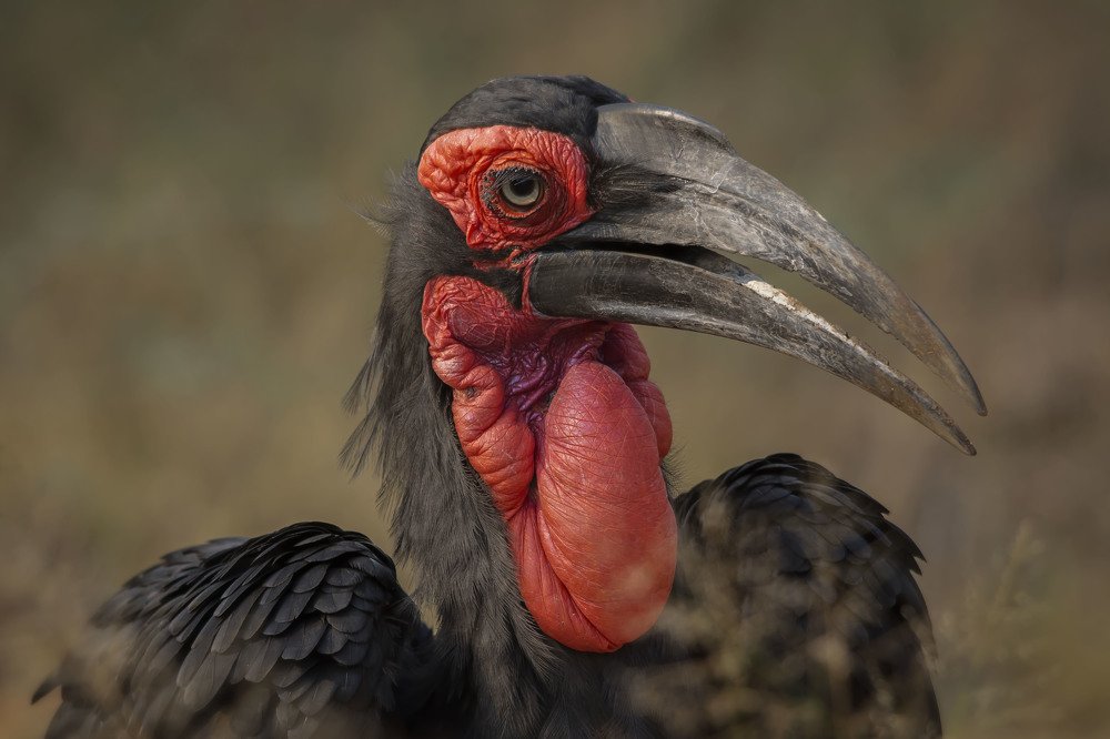 Photograph by Neil Venter