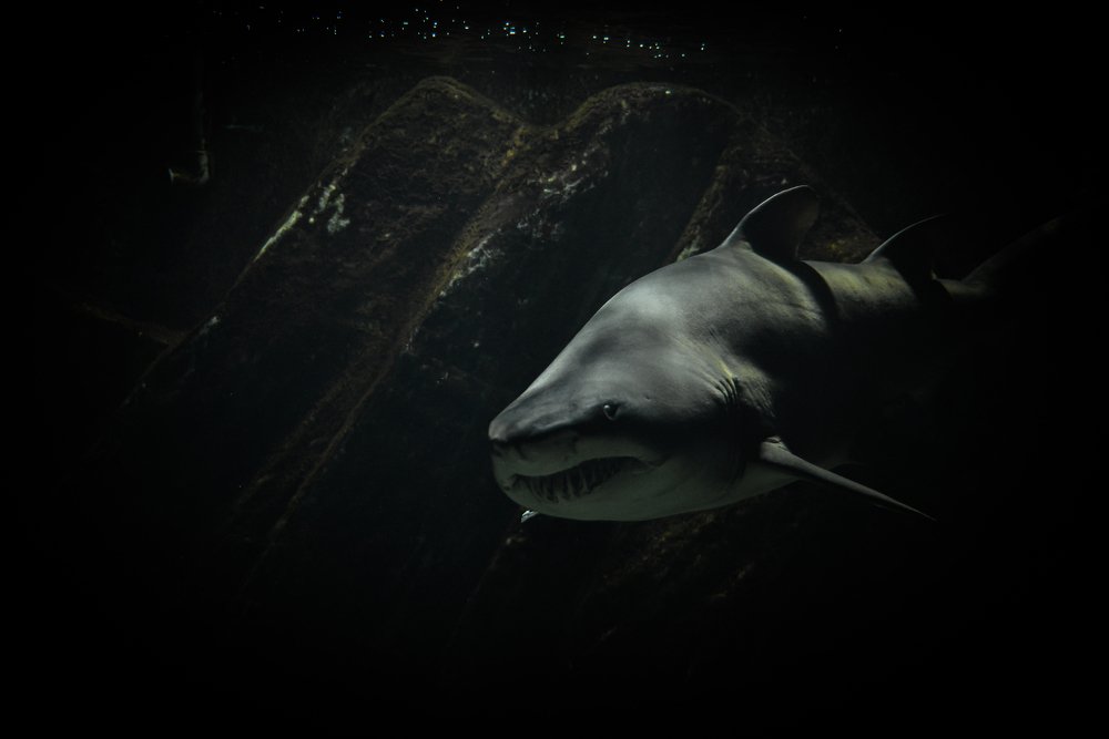 Photograph by Luka Mitrovic