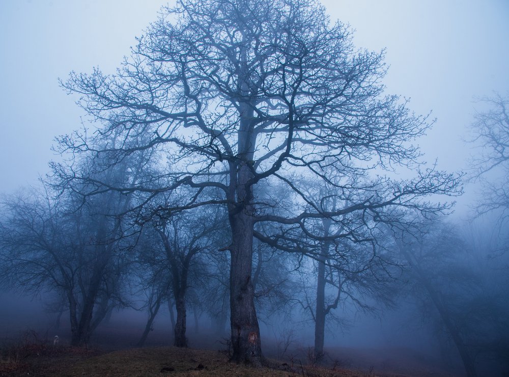 Фотография автора Davit Mohrabyan
