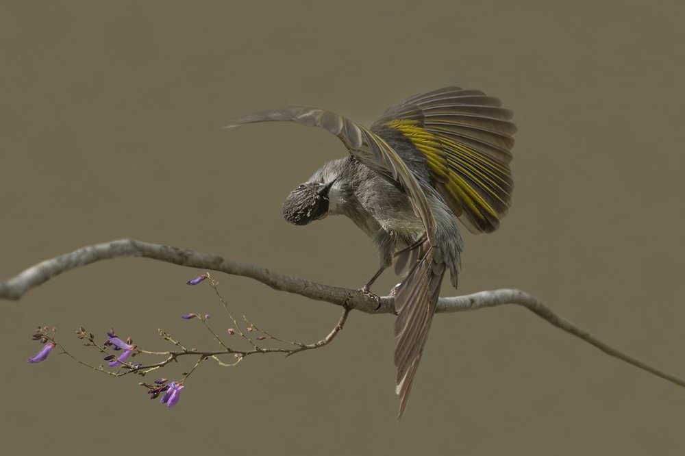 Ashy Bulbul courtship display