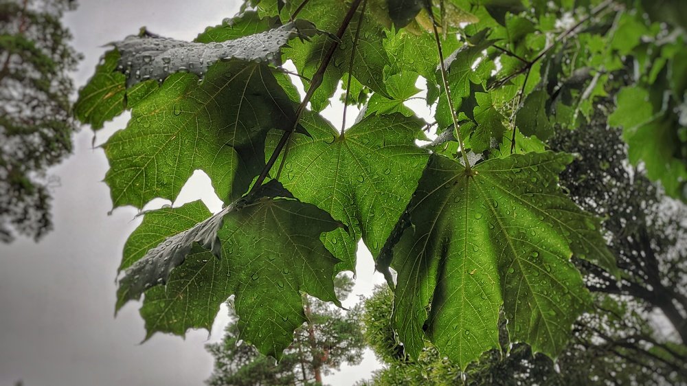 Leaves