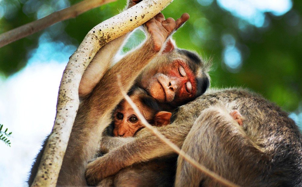 A female Bonnet Macaque monkey