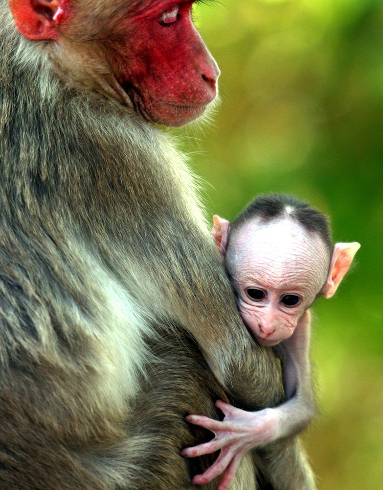A female Bonnet Macaque monkey carries her baby