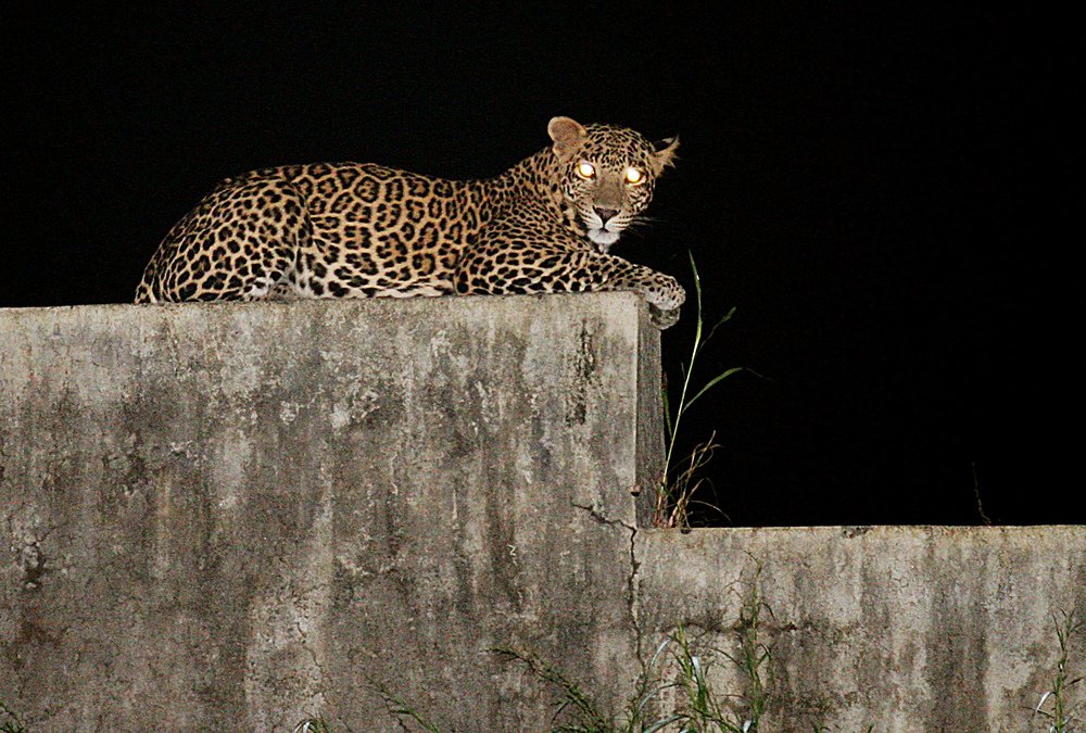 A leopard-spotted