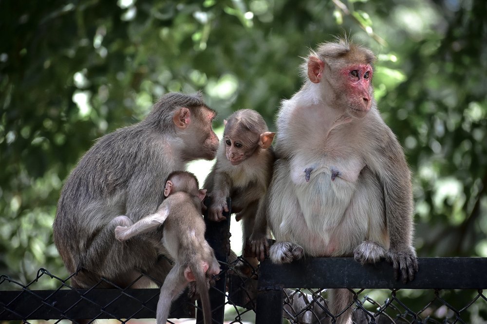 Photograph by ANIL AKSHAY