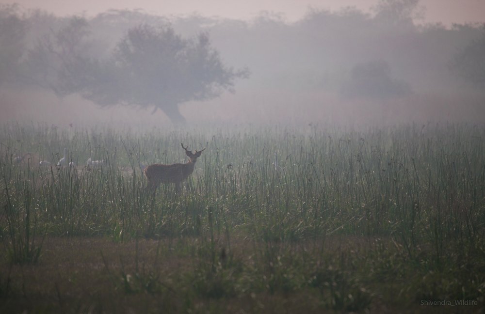 Photograph by Shivendra Singh