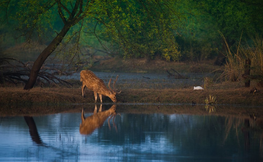 Photograph by Shivendra Singh