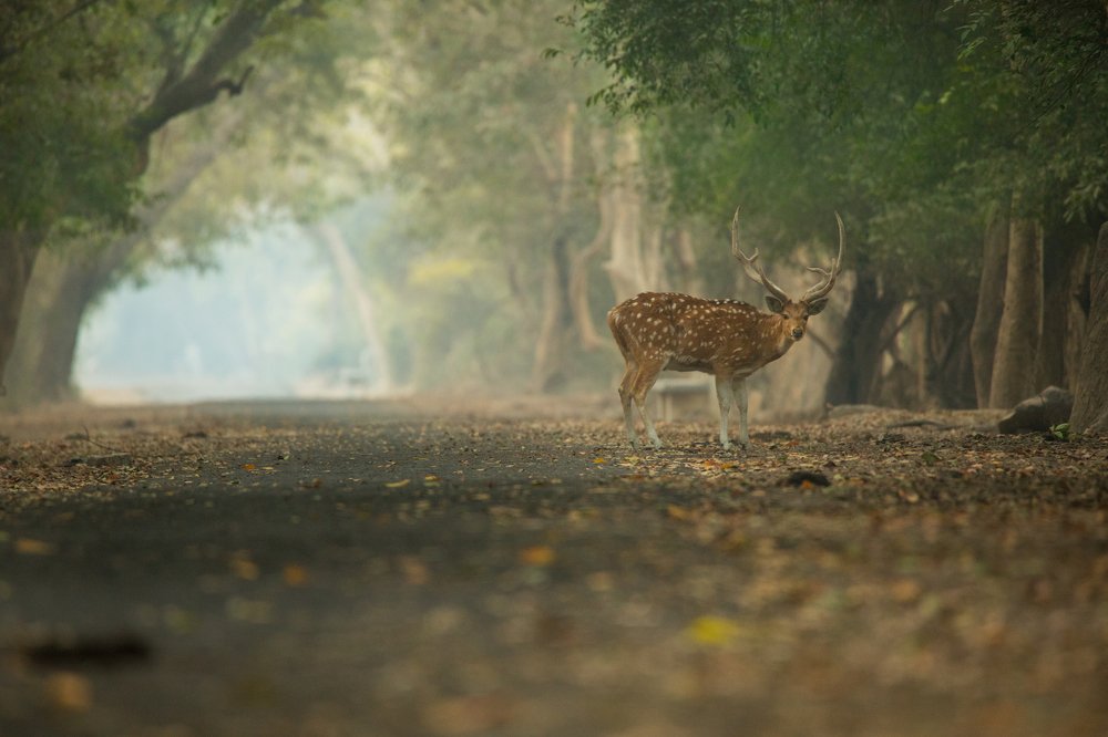 Photograph by Shivendra Singh