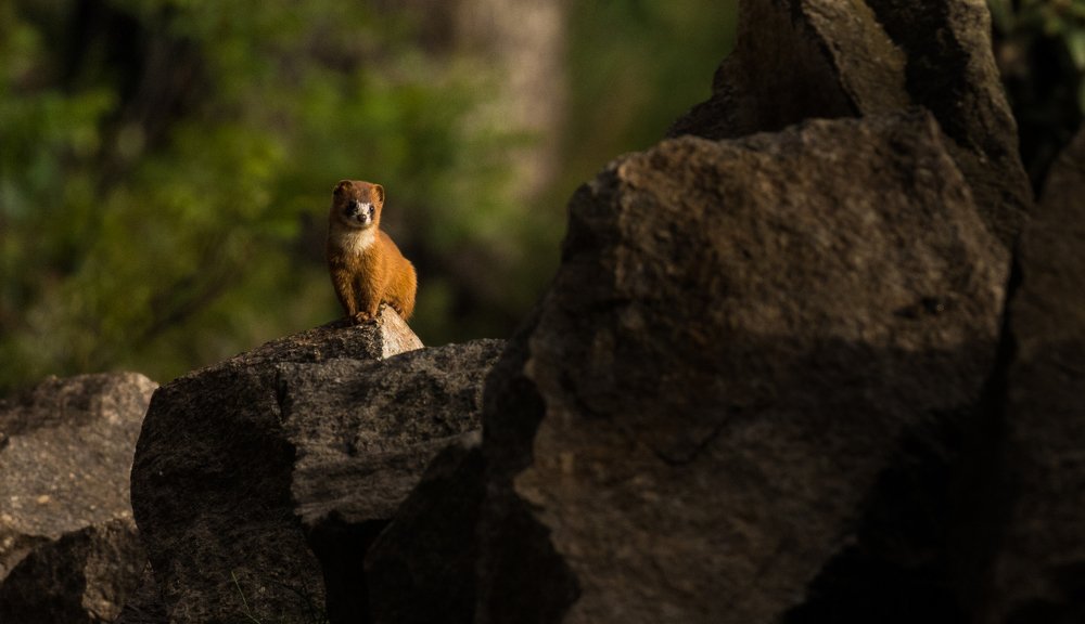 Photograph by Shivendra Singh