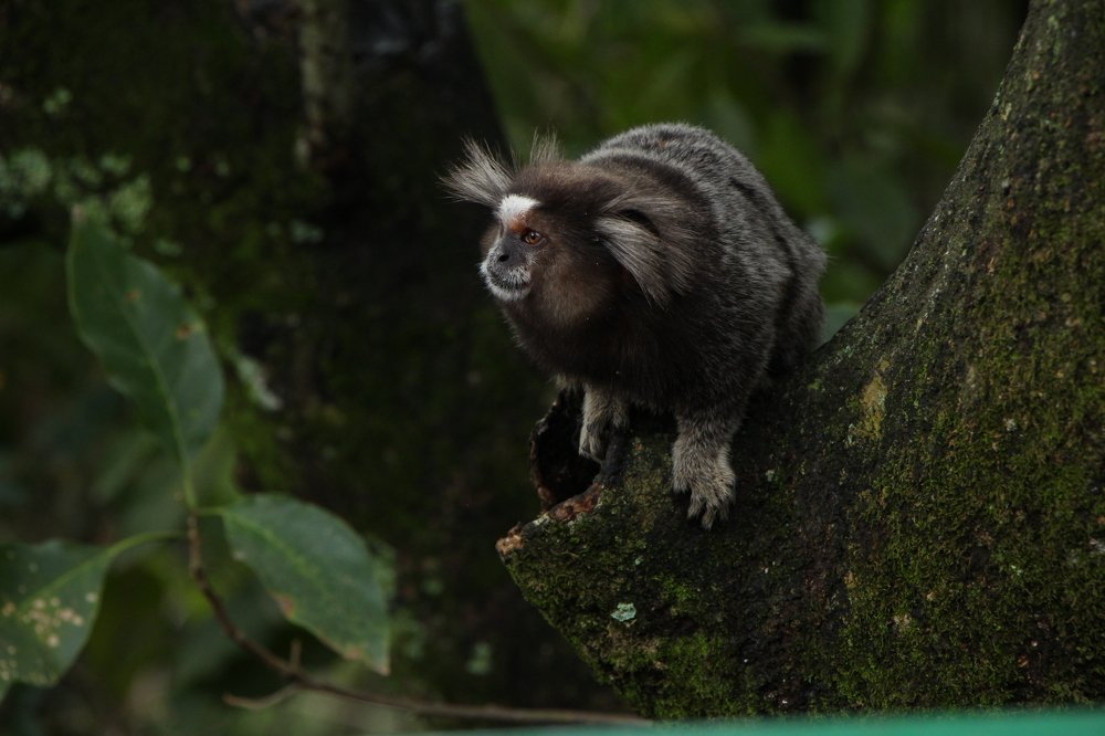 Photograph by Tatiana Barthem