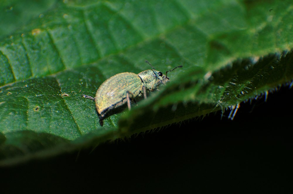 Долгоносик