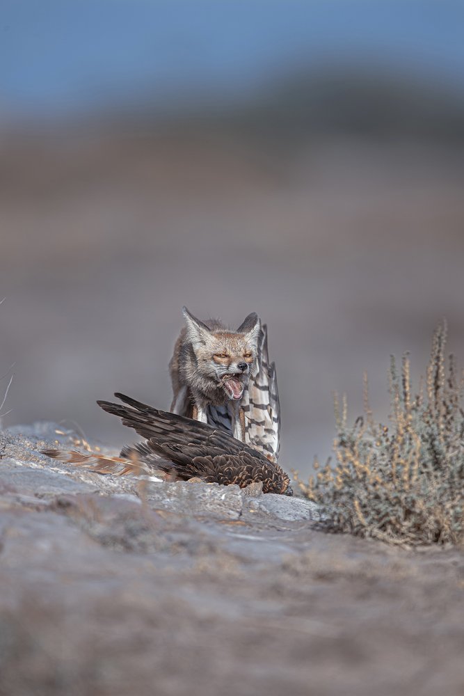 Фотография автора Sudipta Chakraborty