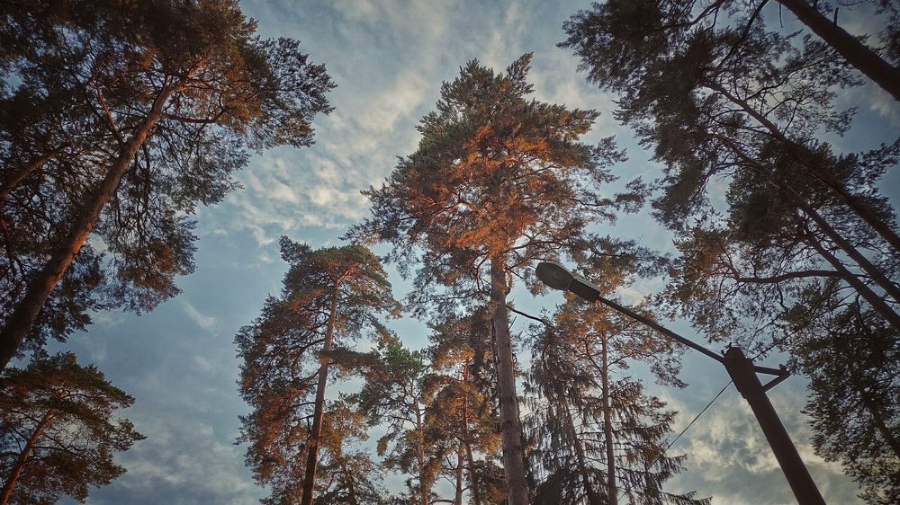 Some Pines