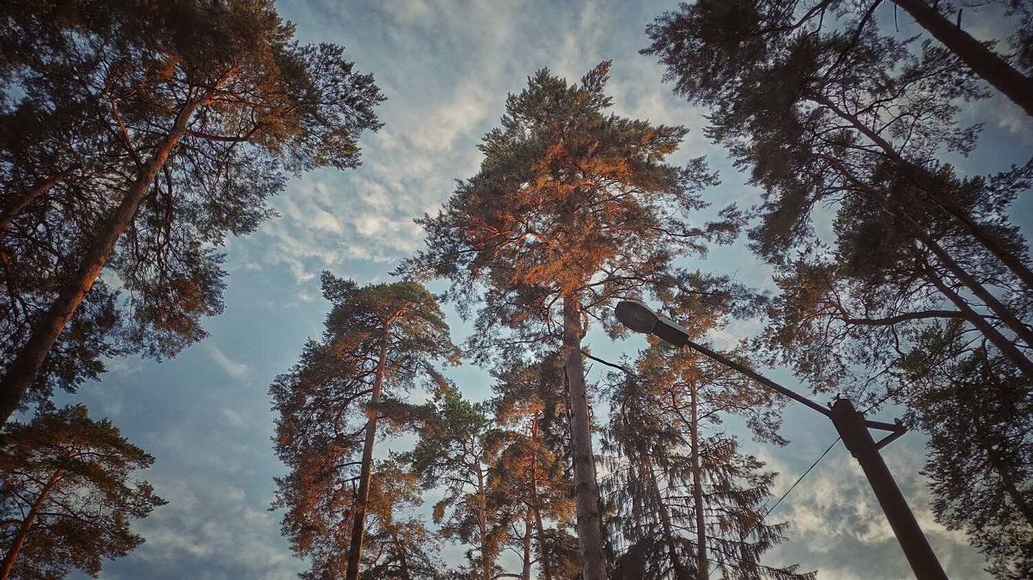Some Pines