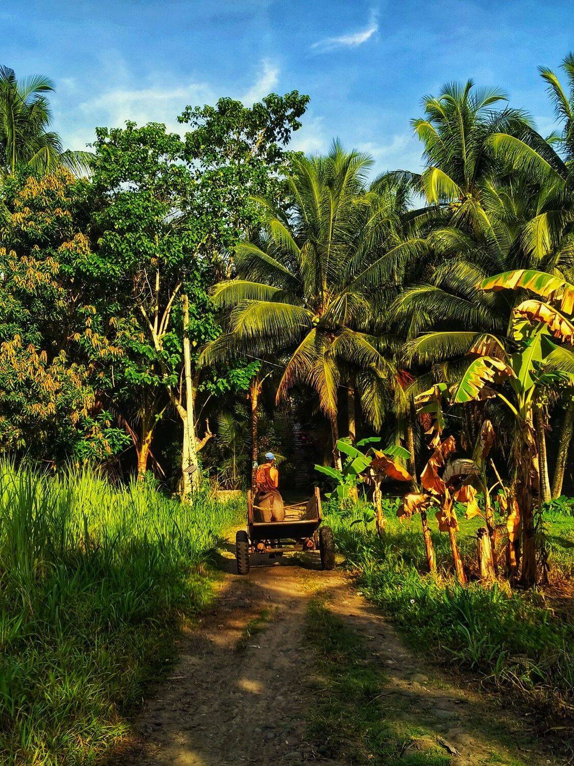 Man riding in Carabao