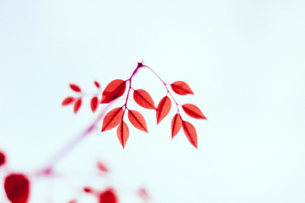 Fotografia de Natureza