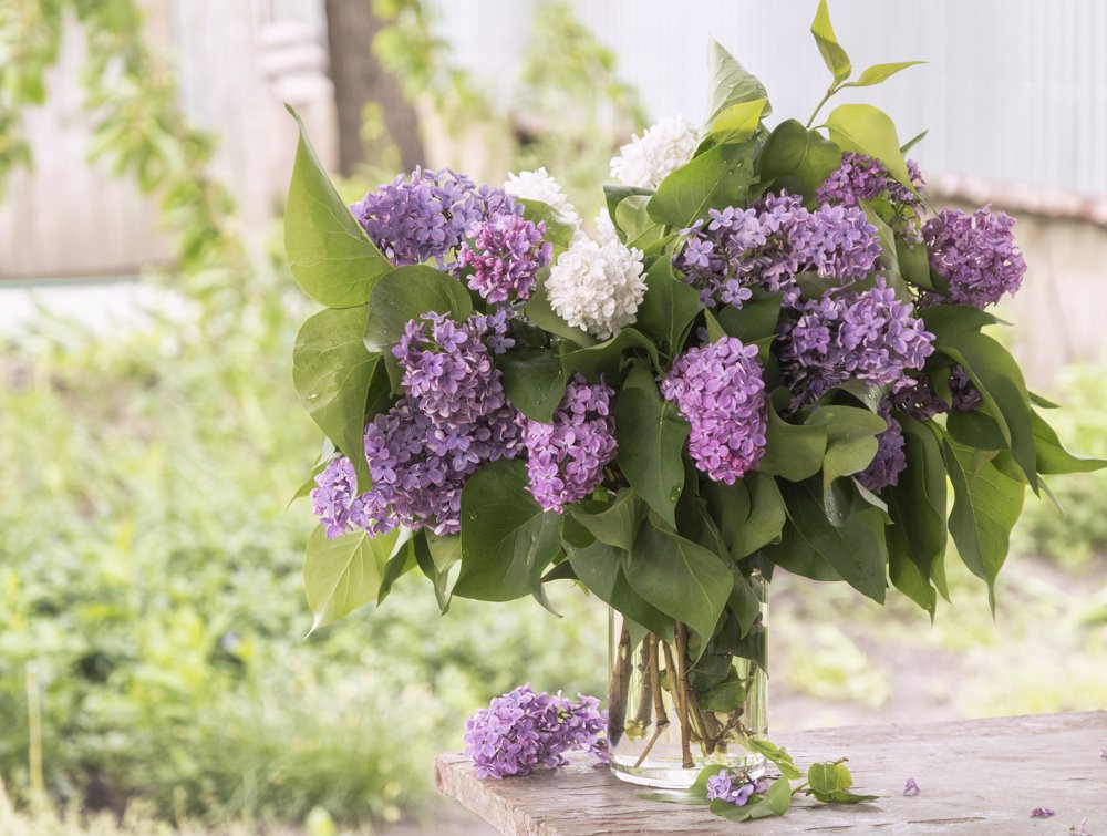 Photograph by Светлана Мельник