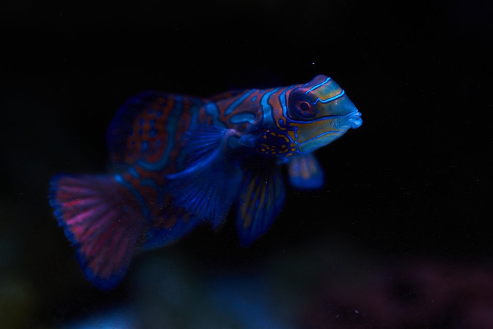 Photograph by Roland Andika Setiawan