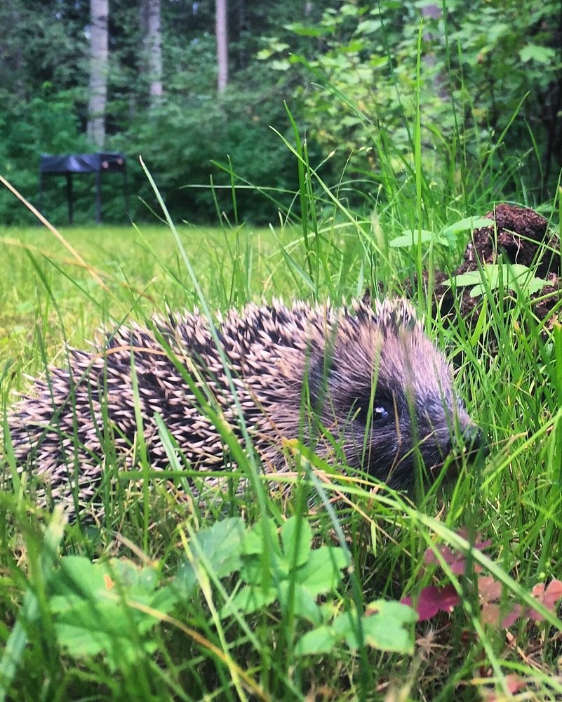 Photograph by Светлана Коган