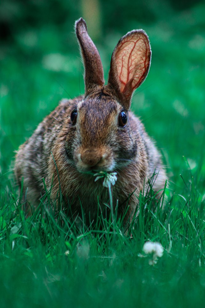 Photograph by Alisa Bryz-Gornia