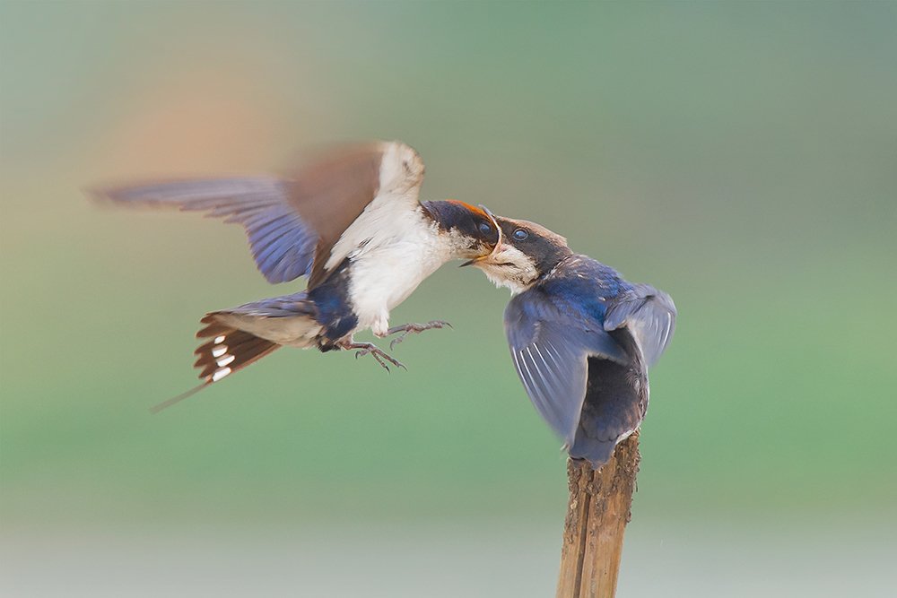 Фотография автора Manoj Bind