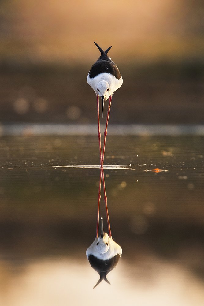 Фотография автора Manoj Bind