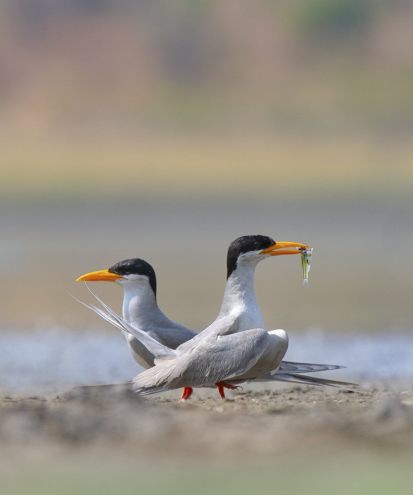 Фотография автора Manoj Bind