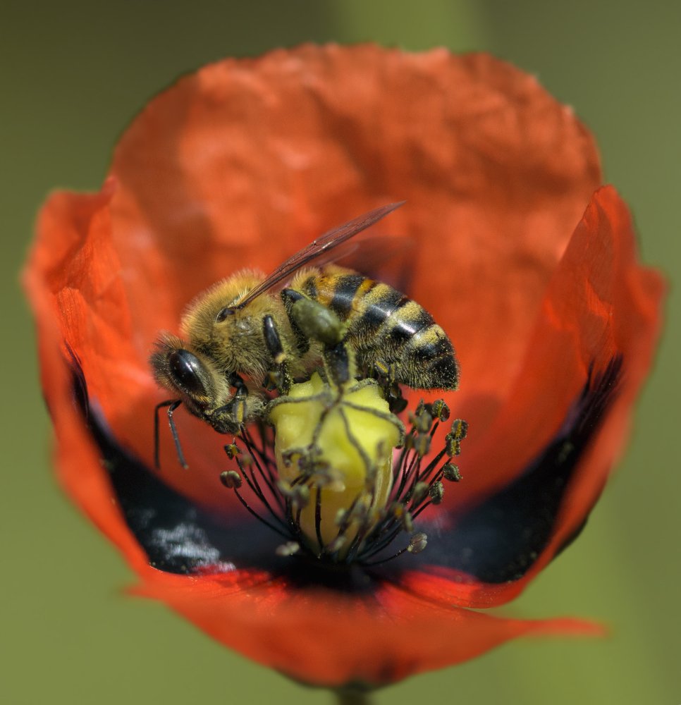 Пчела в маке